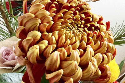 菊