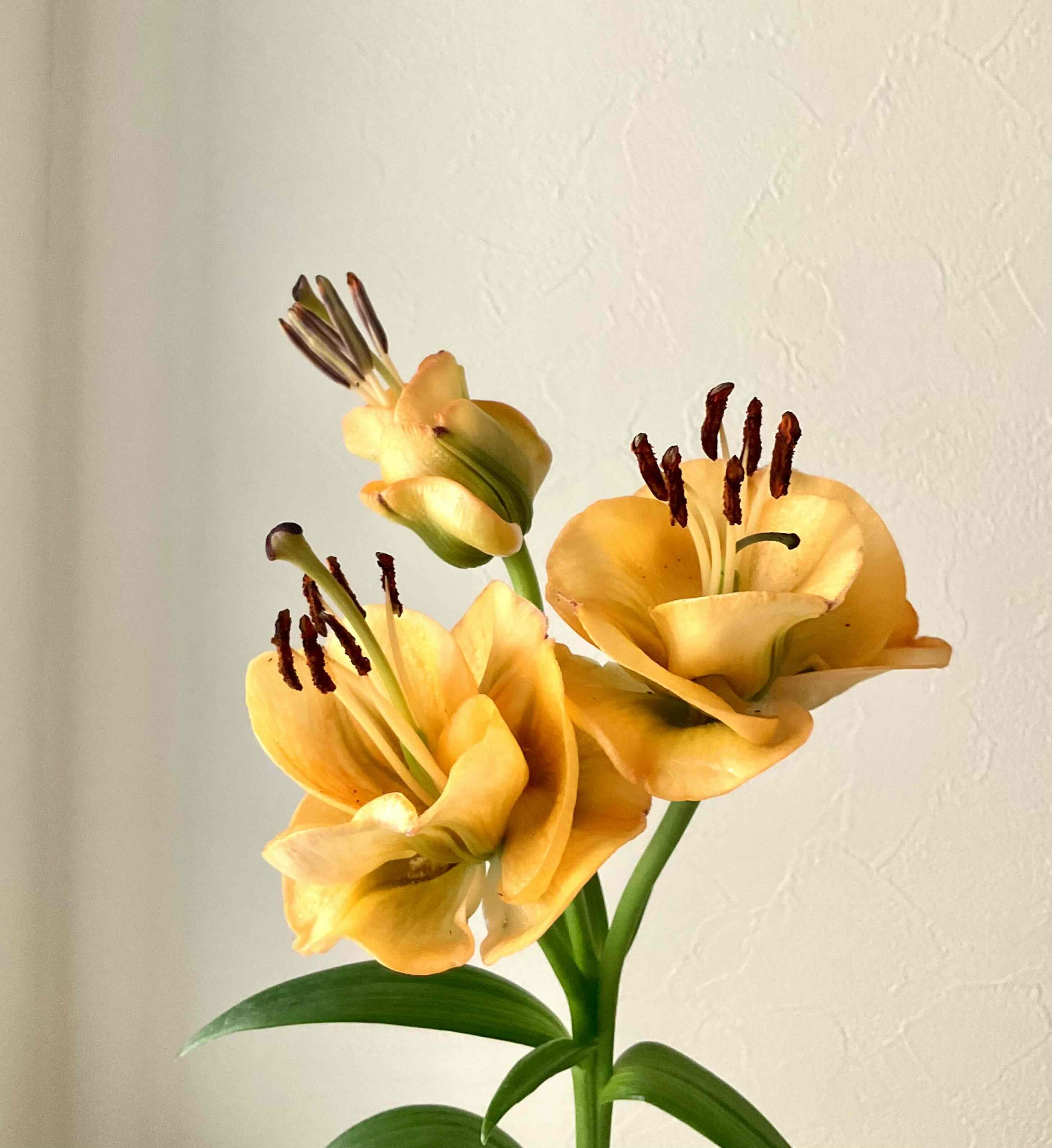 アプリコットファッジ